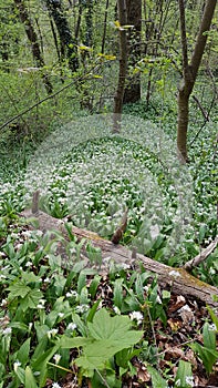 The wild garlic - Allium ursinum