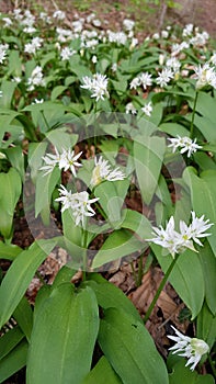 The wild garlic - Allium ursinum