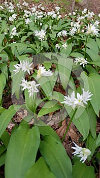 The wild garlic - Allium ursinum