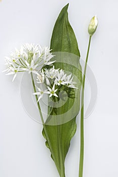 Wild garlic, Allium ursinum