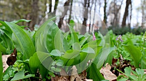 Wild garlic Allium ursinum in the begining of the spring