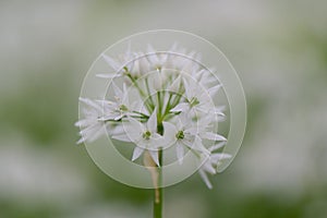 Wild garlic, Allium ursinum, dreamy white flower