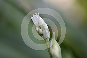 Wild garlic (Allium ursinum) - flower bud
