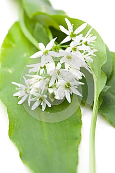 Wild garlic Allium ursinum leaves, blossom and stem
