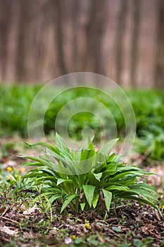 Wild garlic (allium ursinum) plant in forest