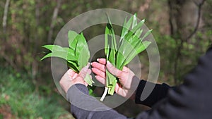 Wild garlic Allium ursinum and poisonous Autumn crocus Colchicum autumnale