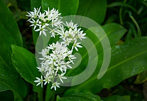 Wild garlic Allium ursinum or ramsons white fragrant very small flowers. Buckrams broad-leaved garlic or bear`s garlic