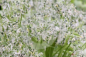 Wild garlic, Allium ursinum, seeding plants