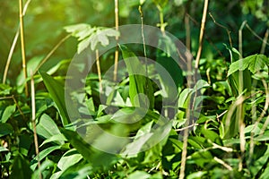 Wild garlic Allium ursinum in spring forest