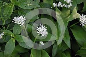 Wild Garlic - Allium ursinum, Wiltshire, England, UK