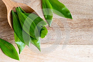 Wild garlic Allium ursinum on a wooden spoon