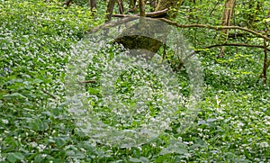 Wild Garlic Allium ursinum in Woodland