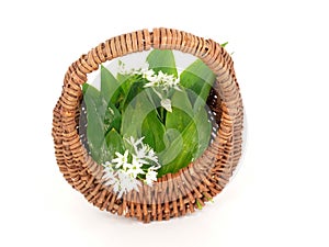 Wild garlic in the basket
