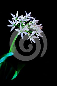 Wild garlic bloom