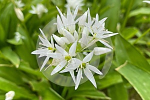 Wild garlic in bloom - wild garlic, a tasty rare plant - all parts of which can be used in the kitchen