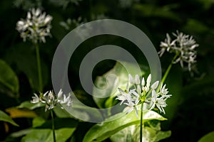 Wild garlic blooming in forest, illuminated by sunlight