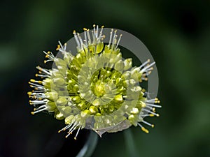 Wild garlic blooms, a plant with the Latin name Allium ursinum