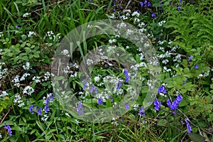 Wild garlic and bluebell flowers