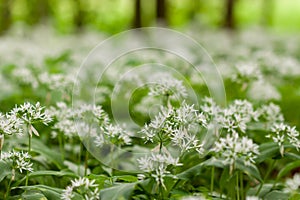 Wild garlic carpet in forest ready to harvest. Ramsons or bear's garlic growing in forest in spring. Allium ursinum.