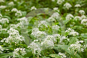 Wild garlic carpet in forest ready to harvest. Ramsons or bear's garlic growing in forest in spring. Allium ursinum.