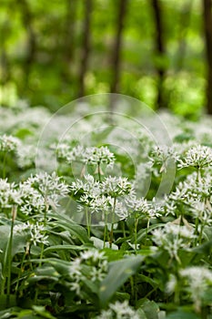 Wild garlic carpet in forest ready to harvest. Ramsons or bear's garlic growing in forest in spring. Allium ursinum.