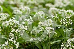 Wild garlic carpet in forest ready to harvest. Ramsons or bear's garlic growing in forest in spring. Allium ursinum.