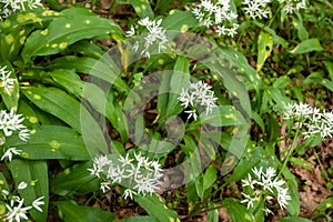 Wild garlic carpet in forest ready to harvest. Ramsons or bear's garlic growing in forest in spring. Allium ursinum.