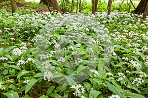 Wild garlic carpet in forest ready to harvest. Ramsons or bear's garlic growing in forest in spring. Allium ursinum.