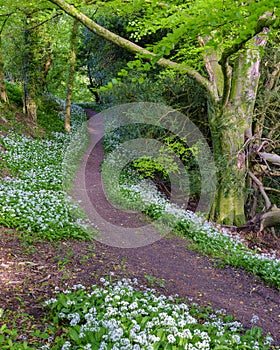 Wild garlic and country lanes in the Hangers above Petersfield, Hampshire, UK