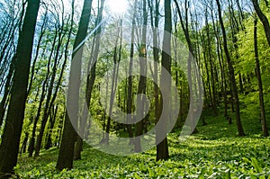 Wild garlic field and trees