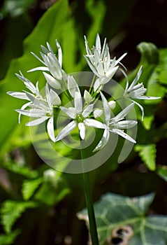 Wild Garlic Flower (Allium Ursinum) Also known as Ramson.