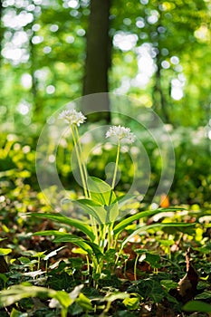 Wild garlic flower in spring oak forest