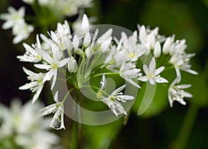 Wild Garlic flowers in Spring laden with dew