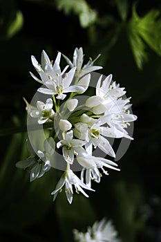 Wild Garlic Flowers in Springtime