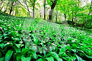 Wild garlic forest