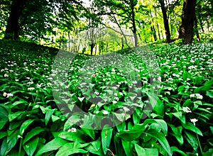 Wild garlic forest