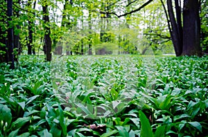 Selvaggio aglio foresta 