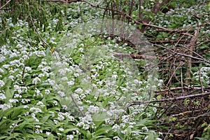 Wild garlic forest