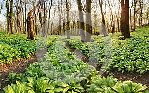 Wild garlic forest at spring