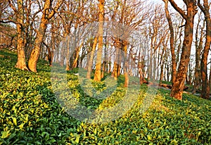 Wild garlic forest at spring
