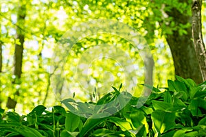 Wild garlic growing in forest