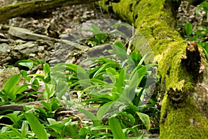 Wild garlic growing in forest