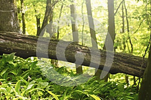 Wild garlic growing in forest