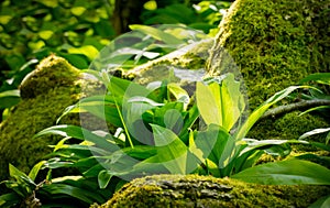 Wild garlic growing in mossy forest