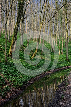 Wild garlic growing on wooded hillside next to a river.