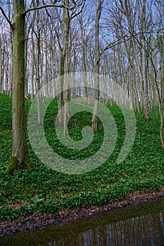 Wild garlic growing on wooded hillside next to a river.