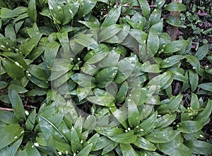 Wild garlic just before bloomimg