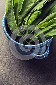 Wild garlic leaves in blue pot on grey stone background, healthy lifestyle, seasonal spring herb for kitchen, allium