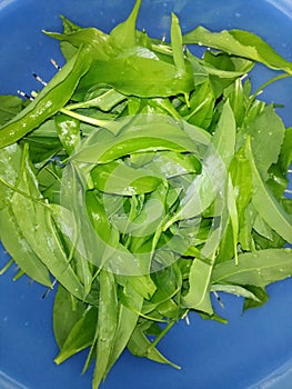 Wild garlic leaves in bowl