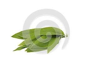 Wild garlic leaves isolated on white